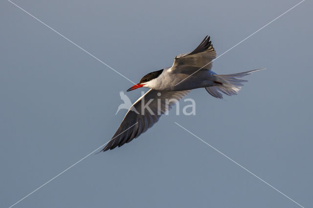 Common Tern (Sterna hirundo)