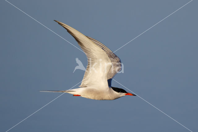 Common Tern (Sterna hirundo)