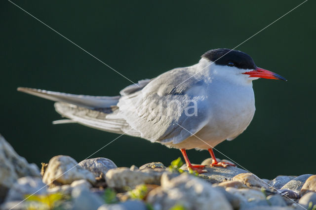 Common Tern (Sterna hirundo)