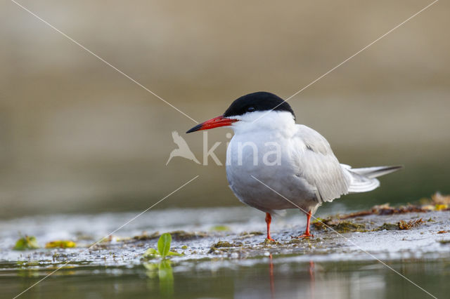 Common Tern (Sterna hirundo)