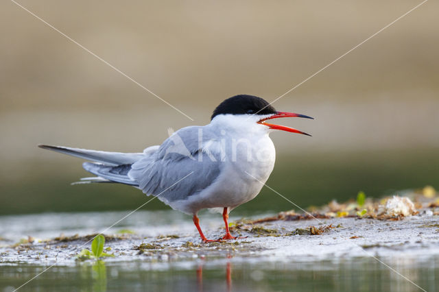 Common Tern (Sterna hirundo)