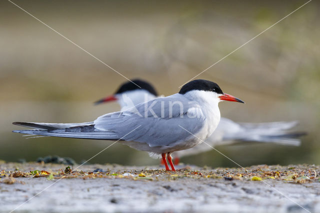 Common Tern (Sterna hirundo)