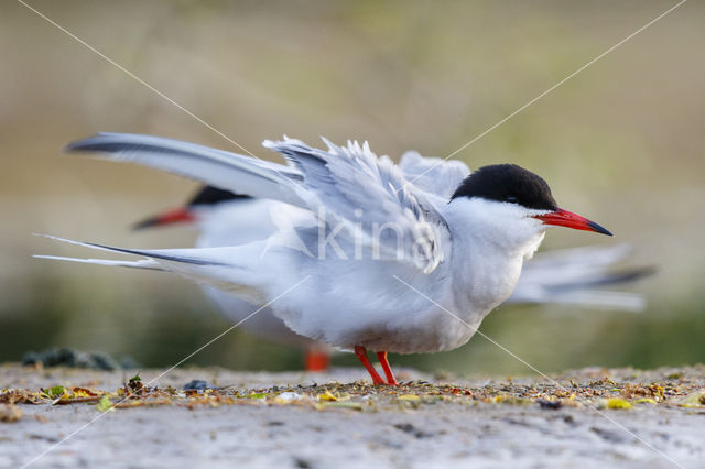 Common Tern (Sterna hirundo)