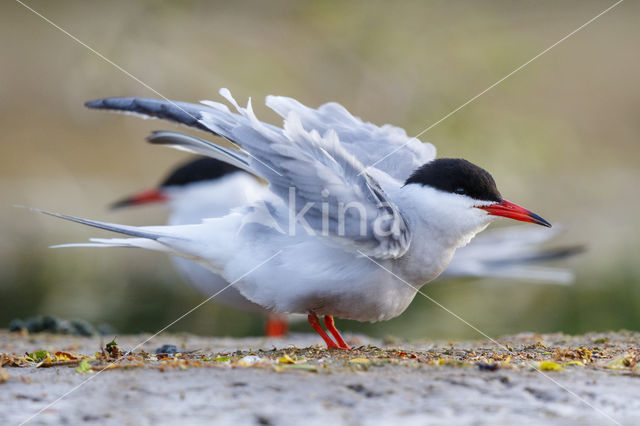 Common Tern (Sterna hirundo)