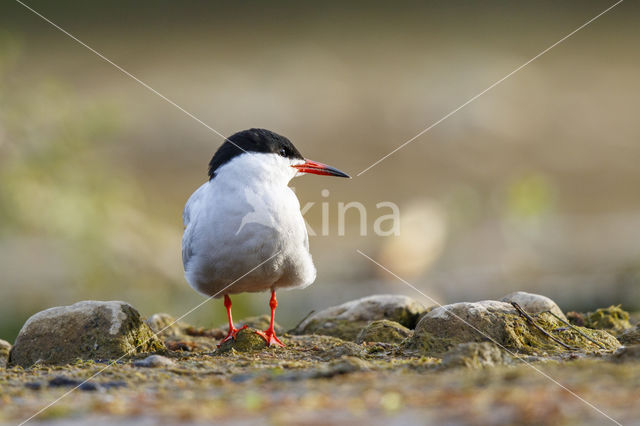 Common Tern (Sterna hirundo)