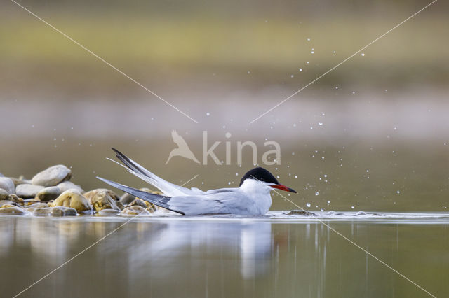 Common Tern (Sterna hirundo)