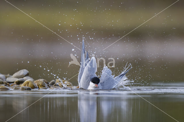 Common Tern (Sterna hirundo)