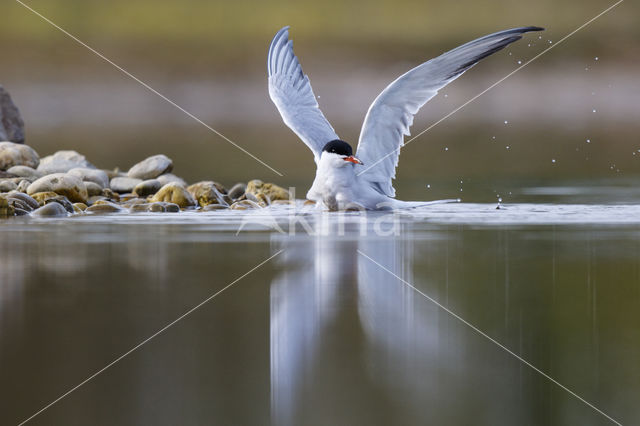 Common Tern (Sterna hirundo)