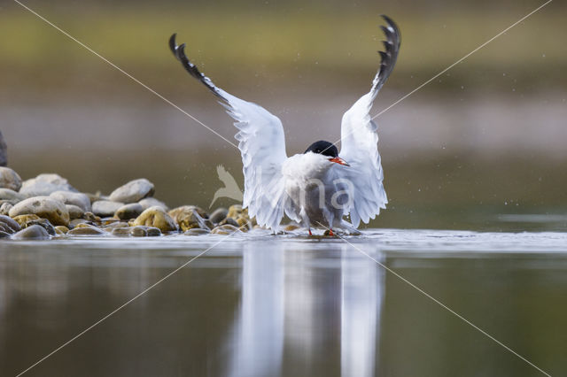 Common Tern (Sterna hirundo)