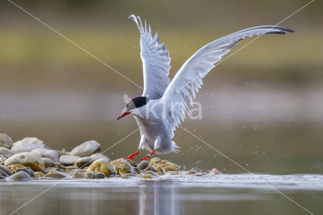 Common Tern (Sterna hirundo)