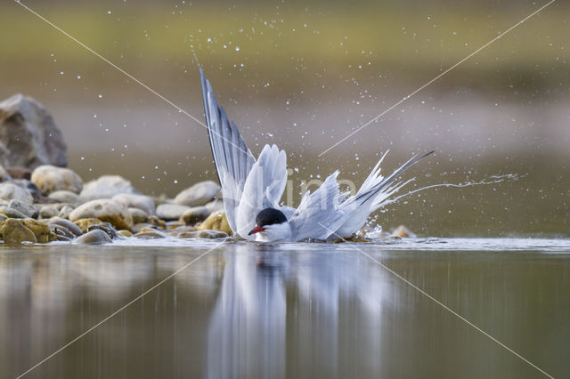 Common Tern (Sterna hirundo)