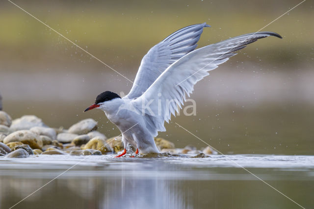 Common Tern (Sterna hirundo)