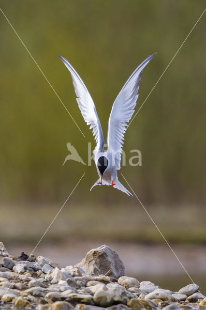 Common Tern (Sterna hirundo)