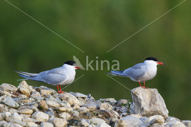 Common Tern (Sterna hirundo)