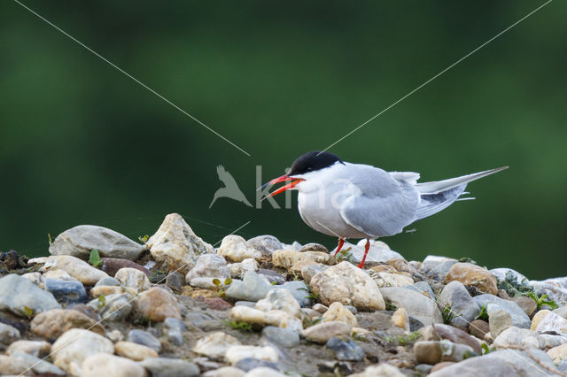 Common Tern (Sterna hirundo)