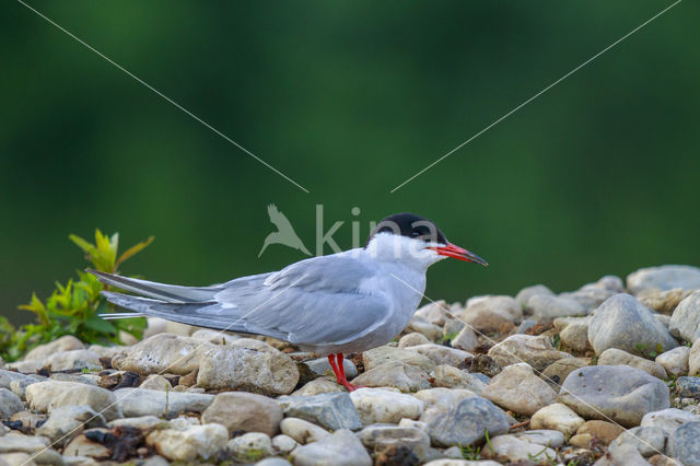 Common Tern (Sterna hirundo)