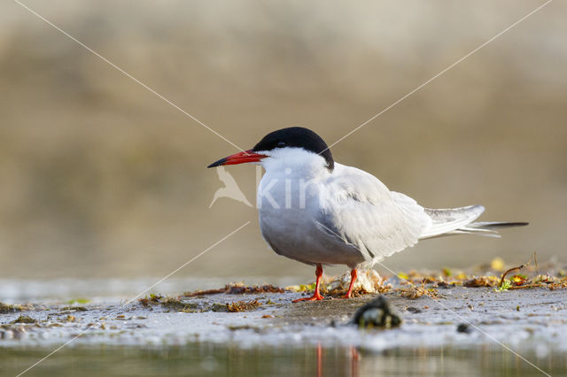 Common Tern (Sterna hirundo)