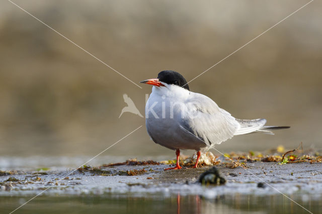 Common Tern (Sterna hirundo)