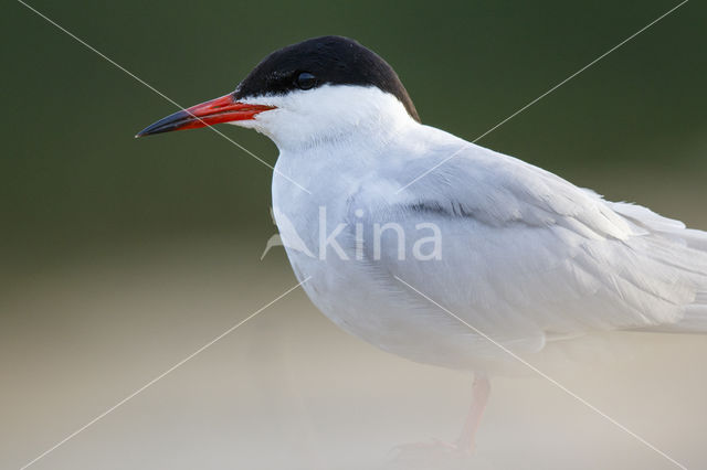 Common Tern (Sterna hirundo)