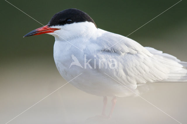 Common Tern (Sterna hirundo)