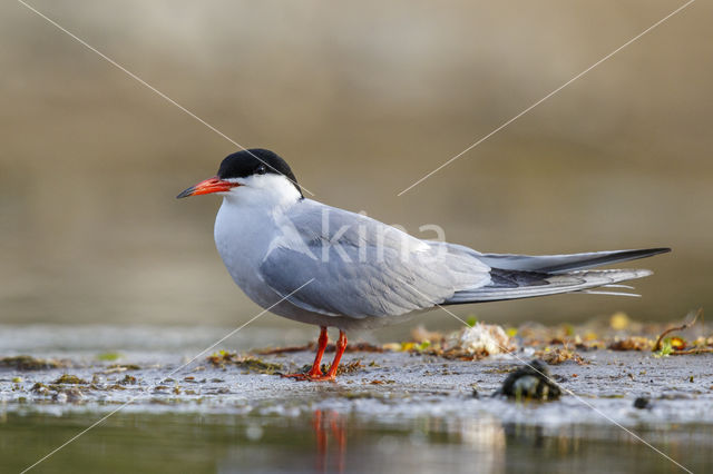 Common Tern (Sterna hirundo)