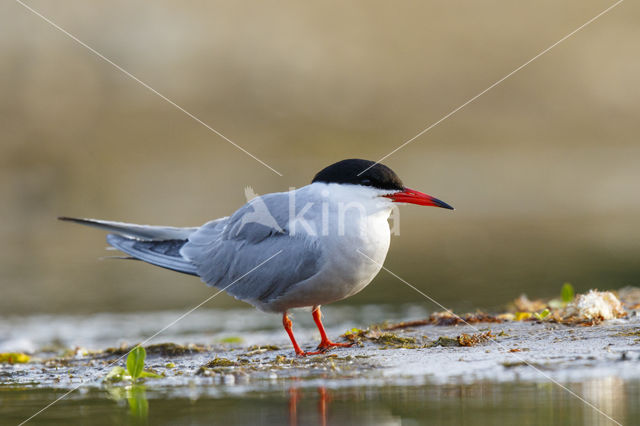 Common Tern (Sterna hirundo)