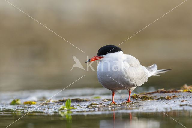 Common Tern (Sterna hirundo)