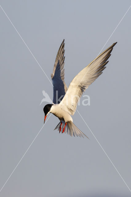 Common Tern (Sterna hirundo)