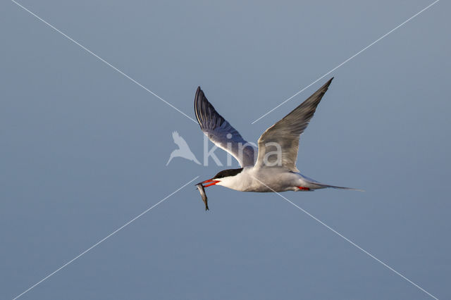 Common Tern (Sterna hirundo)