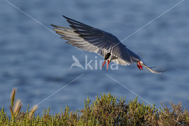 Common Tern (Sterna hirundo)