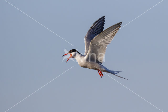 Common Tern (Sterna hirundo)