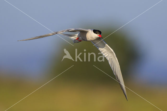 Common Tern (Sterna hirundo)