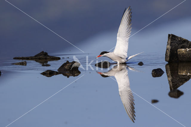 Common Tern (Sterna hirundo)