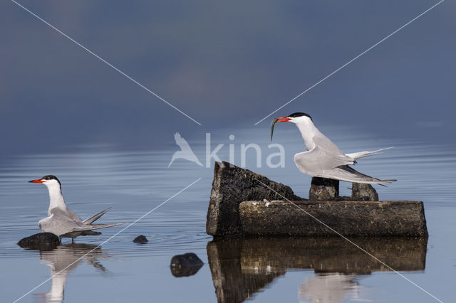 Common Tern (Sterna hirundo)