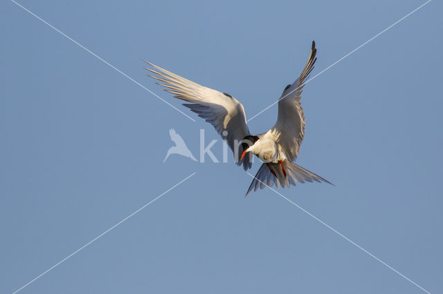 Common Tern (Sterna hirundo)