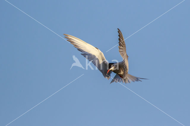 Common Tern (Sterna hirundo)