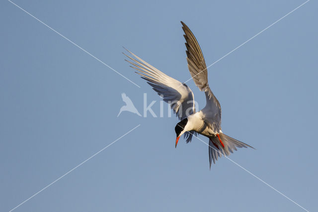 Common Tern (Sterna hirundo)