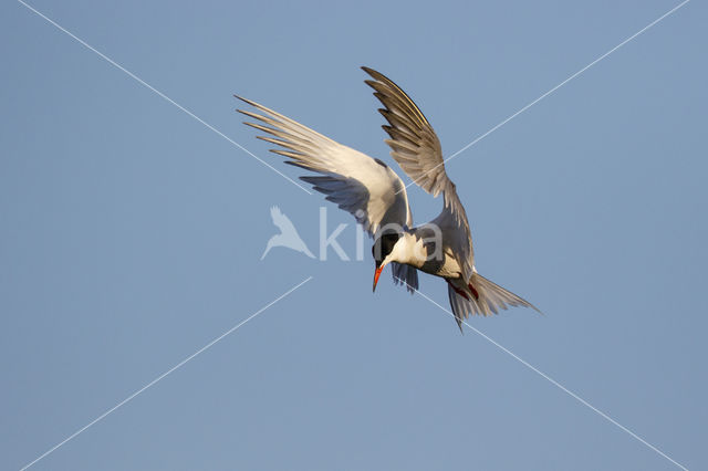 Common Tern (Sterna hirundo)