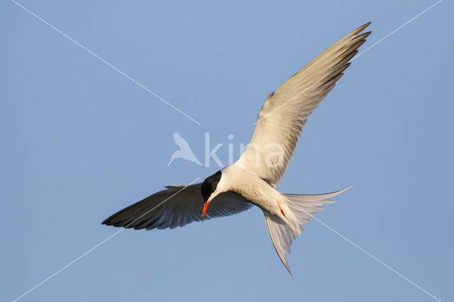 Common Tern (Sterna hirundo)