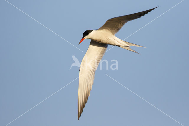 Common Tern (Sterna hirundo)