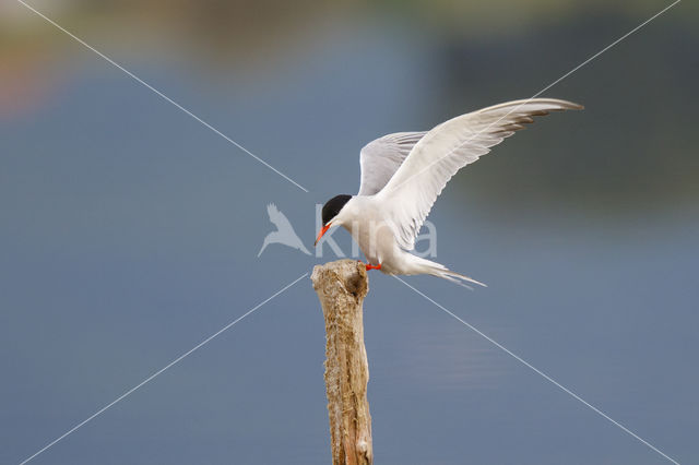 Common Tern (Sterna hirundo)