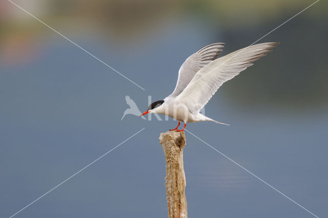 Common Tern (Sterna hirundo)