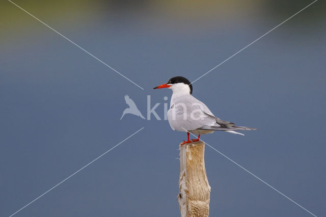 Common Tern (Sterna hirundo)