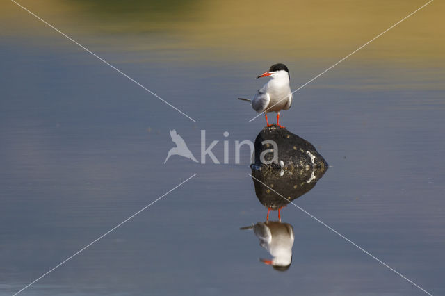 Common Tern (Sterna hirundo)