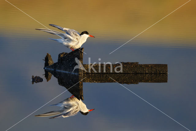 Common Tern (Sterna hirundo)