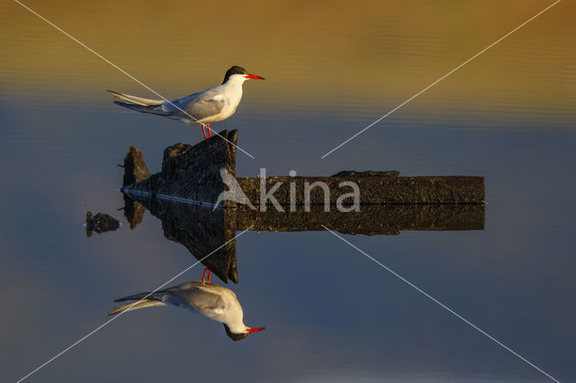 Common Tern (Sterna hirundo)