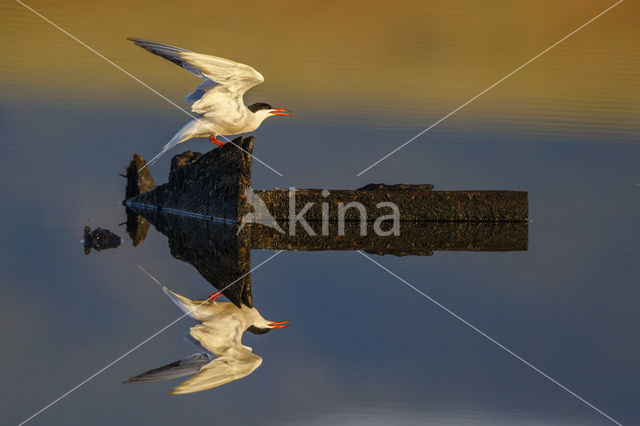 Common Tern (Sterna hirundo)