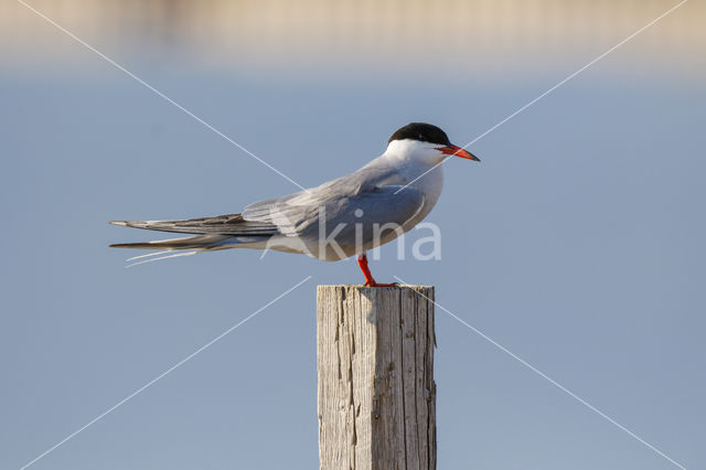 Common Tern (Sterna hirundo)