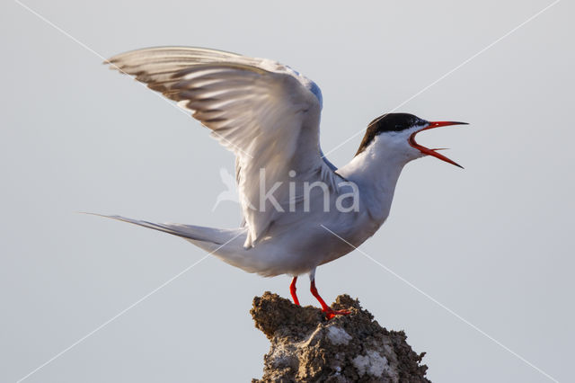 Common Tern (Sterna hirundo)