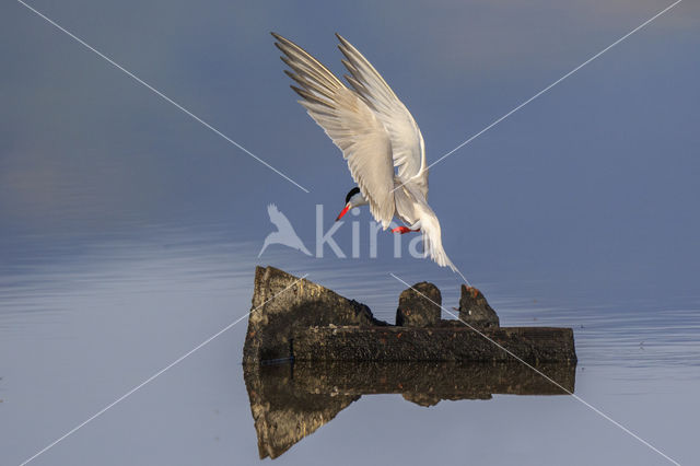 Common Tern (Sterna hirundo)